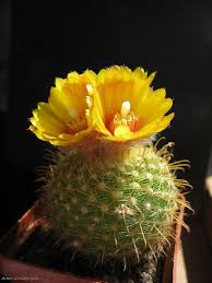Get great deals on ebay! Parodia Aureispina Cactus Plants Cactus Flower Cactus House Plants