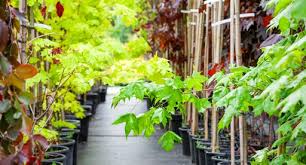 Maybe you would like to learn more about one of these? Large Tree Planting Guide