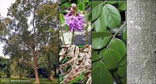 Image result for Lonchocarpus