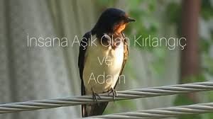 Bir Kirlangic Bir Adama Asik Oldu Ve Kirlangicin Aski Oyku Youtube