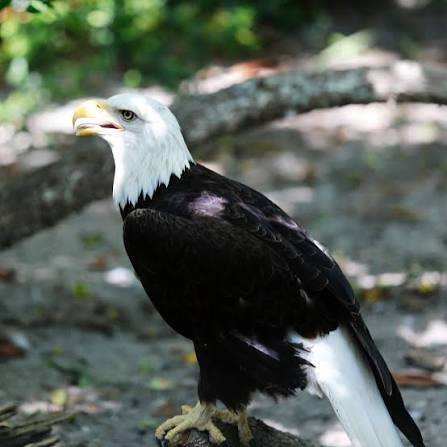 🦅👅 A bald eagle's tongue may look a lot like ours—short, pink, and  flexible—but it's equipped with tiny backward-facing barbs that help grip  and swallow food. Super sensitive to touch and pressure,