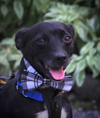 Safe haven puppy rescue cookeville tn. Puppy Farm Rescue Near Me Dylanstafne