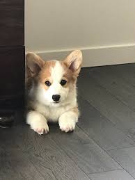 Search online for 'puppies for sale michigan', 'buy a puppy in michigan', or 'cheap puppies for sale in michigan' and you'll end up with dizzying results. Indian Creek Corgis