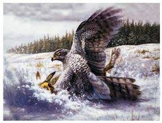 Pin By صقر الصحراء Falcon Desert On صور للصقور المميزة Bald Eagle Animals Bird