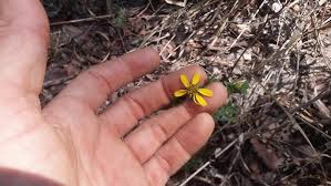 Image result for Aspilia pluriseta