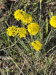 Image result for Plicosepalus sagittifolius