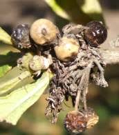 Image result for Pavetta vanwykiana