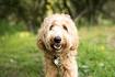 23 Non-Shedding Dogs for a Hypoallergenic Household | Best ...