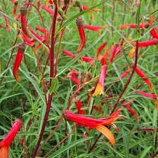 Image result for Scleria laxiflora