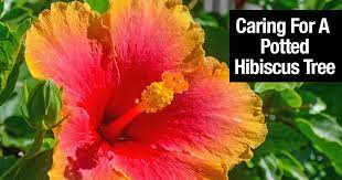 Hibiscus Tree Care Complete Hibiscus Growing Guide Hibiscus Tree Hibiscus Plant Growing Hibiscus