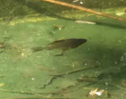 Image result for Trichopteryx fruticulosa