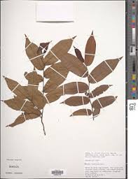 Image result for Uvaria acuminata