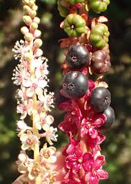 Image result for Phytolaccaceae