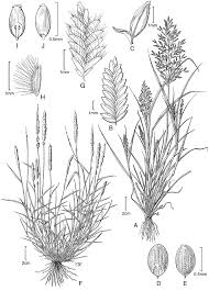 Image result for Eragrostis paniciformis