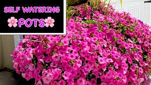 Provide 1 to 2 inches of water at each irrigation, which is enough water to moisten the top 6 to 8 inches of soil. How To Grow Lots Of Petunias In A Pot Self Watering Flower Pots Youtube