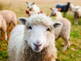 Shearing does not hurt sheep because hair is removed from a point above the deep root of hair. Are Sheep Killed For Their Wool Peta
