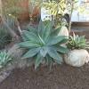 Blue agave landscape construction takes pride in offering the best commercial and residential maintenance service possible in temecula, murrieta, menifee and surrounding areas, our objective is to take care of each customers specific landscaping needs, so that you, our customer can have a worry free front and backyard experience. 1
