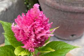 Image result for Celosia