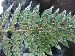 Image result for Polystichum sinense