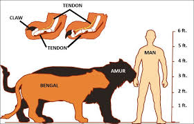 The Siberian Amur Tiger Panthera Tigris Altaica A Chart