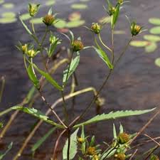 Image result for Bidens flagellata