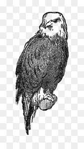 Burung ini bisa menirukan suara lain. Burung Hantu Lukisan Cat Air Poster Gambar Png