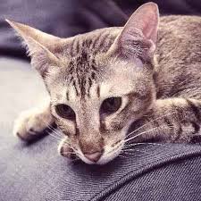 If a cat has been coughing up a lot of hairballs, there are. Why Is My Cat Vomiting Bile Petcarerx