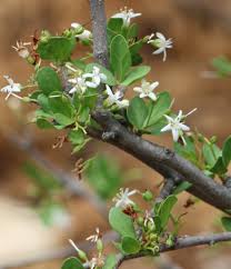 Image result for Ehretia obtusifolia
