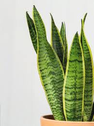 But all it takes is a little time and attention to provide proper snake plant care, and you'll be. Snake Plant Sansevieria Arcade Flowers Dorset Hampshire Artisan Florist