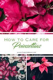 Tips To Keep Your Poinsettia Looking Its Best For The Holidays Poinsettia Plant Poinsettia Care Poinsettia