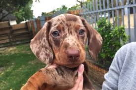 Dapple Dachshund Facts Patterns Pictures Faqs More