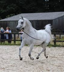 Image result for Sarajevo White 1987 Colt