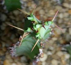 Image result for Euphorbia persistentifolia