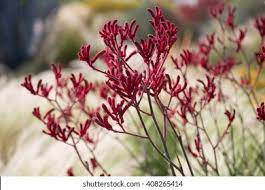 Kangaroo Paw Images Stock Photos Vectors Shutterstock