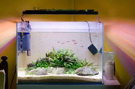 Low Tech Tank Show And Tell Low Tech Can Be Lush Too Page 112 Low Tech Betta Aquarium Tech Tank