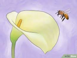 Attract bees with fruit trees and garden plants How To Attract Honey Bees 11 Steps With Pictures Wikihow