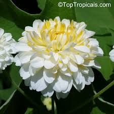 This is an erect evergreen shrub with thick stems which. Montanoa Bipinnatifida Tree Chrysanthemum Pom Pom Tree Toptropicals Com