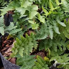 Image result for Dryopteris fadenii