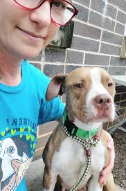 Adopting a gentle and curious dog in Colorado