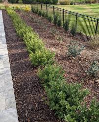 Image result for Wajira grahamiana