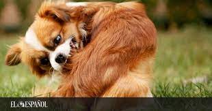 Existe Un Remedio Ideal Casero Y Nada Peligroso El Bicarbonato De Sodio Para Las Pulgas Este Producto Es Perfecto Para Eliminar Las Pulgas En Pets Fleas Dogs