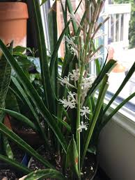 Image result for Sansevieria parva