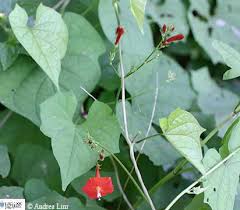Image result for Ipomoea hederifolia