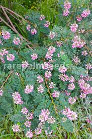 Image result for Indigofera sordida