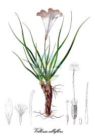Image result for Xerophyta equisetoides