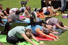 Goat Yoga at Century Farm Winery