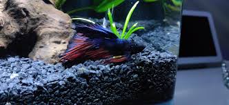 I know baby bettas are especially susceptible to diseases. I Think My Betta Has Ich What Should I Do Bettafish