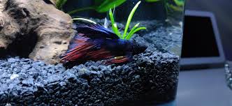 Ich (also spelled ick) is one of the most common aquarium parasites. I Think My Betta Has Ich What Should I Do Bettafish