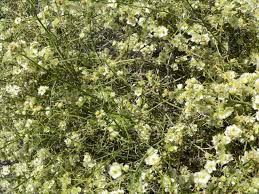 Image result for Salsola