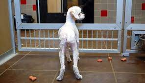 All animals adopted from aheinz57 are subject to spaying/neutering in accordance with iowa law. Adopt A Pet Animal Rescue League Of Iowa